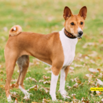 Basenji Dog Breed: The Barkless African Hound